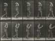 Eadweard Muybridge, Animal Locomotion