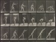 Eadweard Muybridge, Animal Locomotion