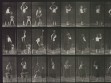 Eadweard Muybridge, Animal Locomotion, plate 517