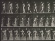 Eadweard Muybridge, Animal Locomotion, plate 541